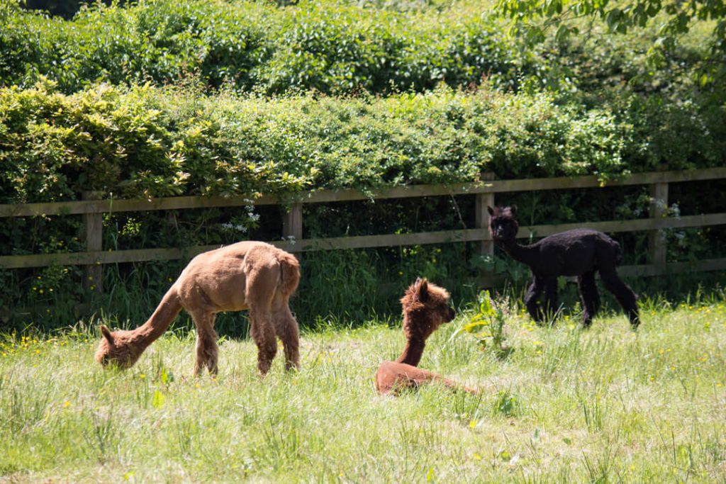 Cottages Cheshire Staycation