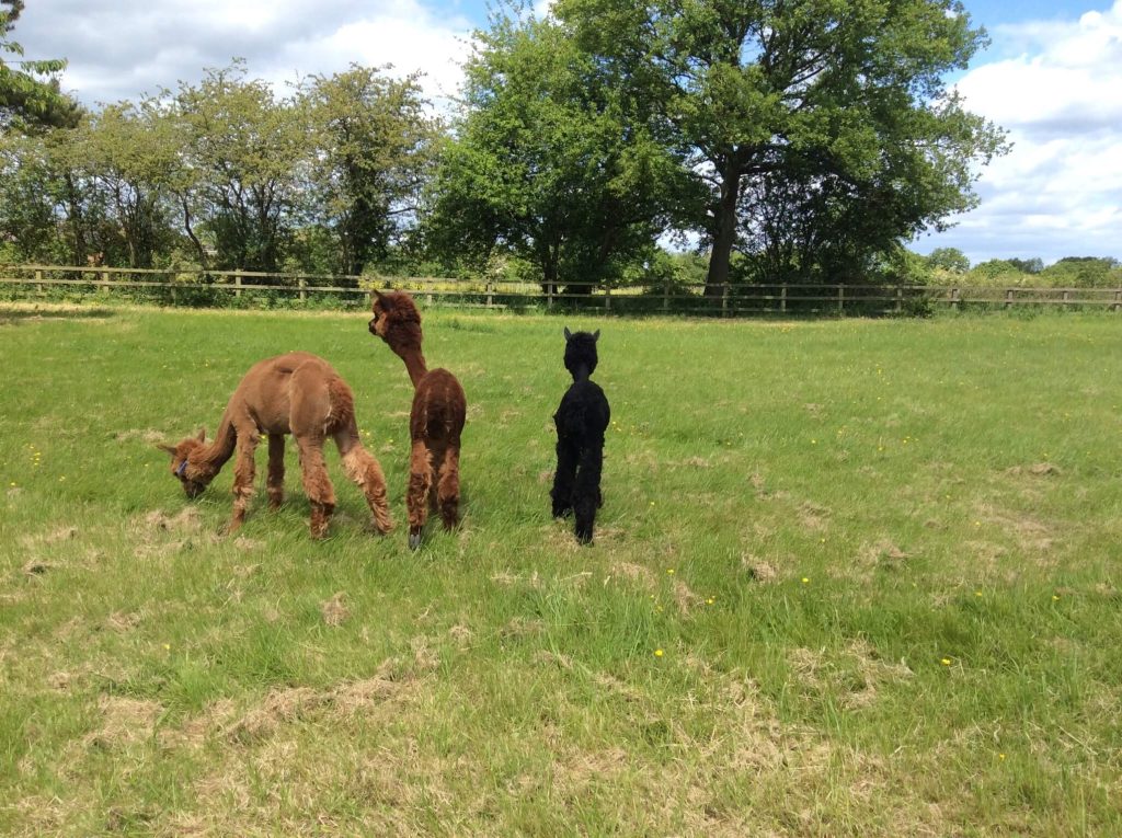 Curlew Cottages Countryside Cheshire