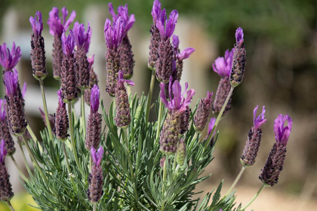 Lavender-at-Curlew-Cottage